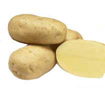 agria seed potatoes
