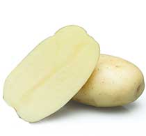 bellini seed potatoes