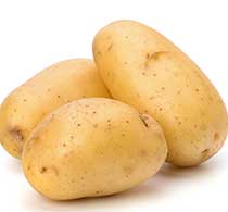 challenger seed potatoes
