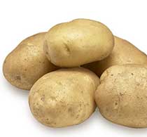 fontane seed potato